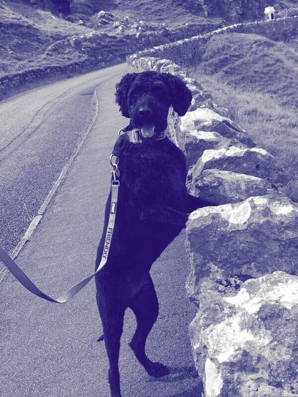 A photo of Curt's dog Barney, looking very happy with his front paws leaning against a stone wall.