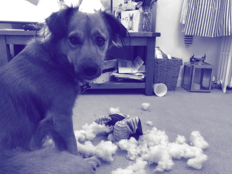 A photo of Mike's dog Bramley, who's just pulled the stuffing out of one of his toys. He looks guilty.